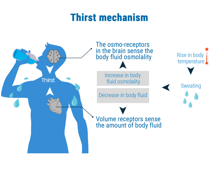 Pocari Sweat Thailand Interesting Facts